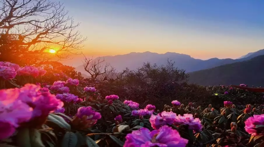 Vương quốc một loài hoa