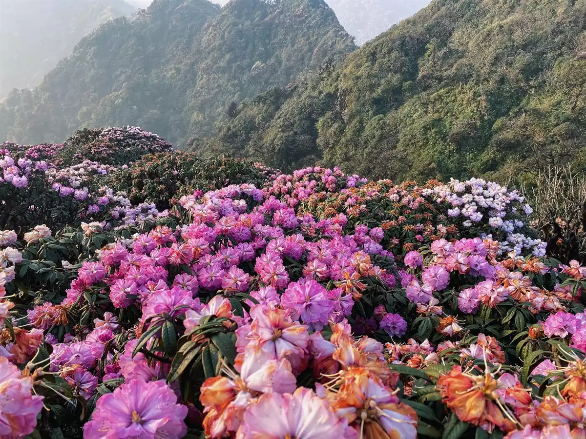 CHINH PHỤC ĐỈNH NÚI CAO HƠN 3.000M, SĂN MÙA HOA ĐỖ QUYÊN ĐẸP NHẤT VÙNG