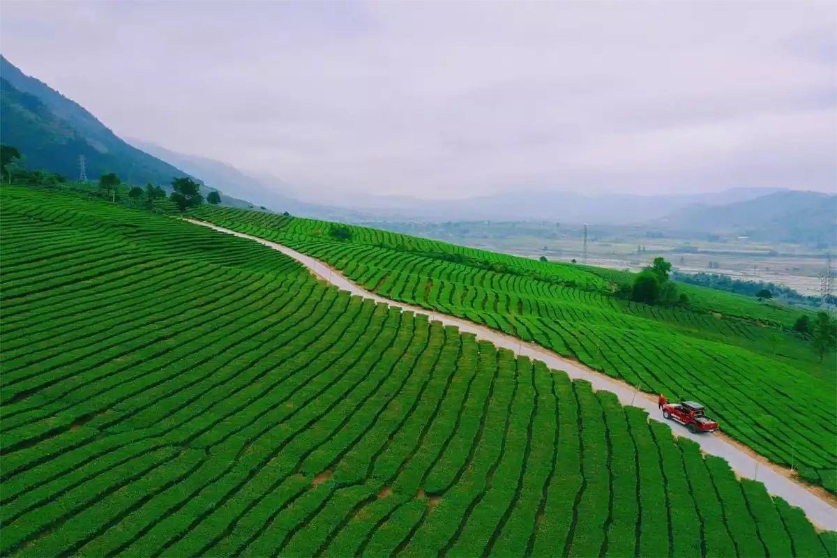 Tân Uyên sắp diễn ra Lễ hội Trà và Tuần Văn hóa - Du lịch