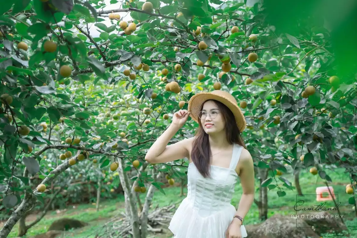 Ngày hội hái lê xã Giang Ma: Sự kiện văn hóa, du lịch lần đầu được tổ chức tại Lai Châu