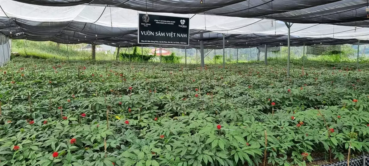 Tỉnh ủy Lai Châu ban hành Nghị quyết về phát triển Sâm Lai Châu