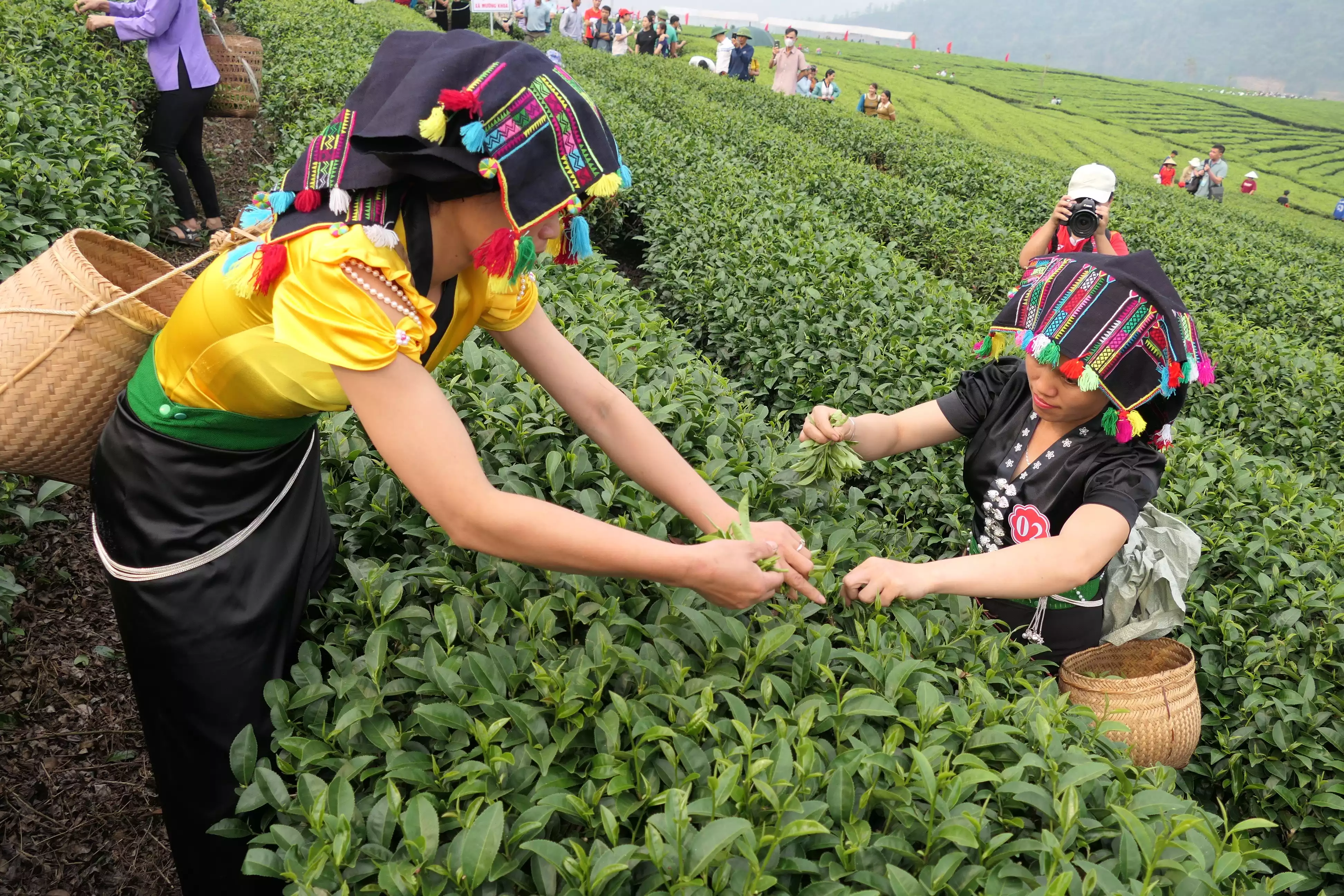Du lịch đồi chè Tân Uyên tìm hướng lan tỏa