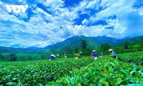 Những đồi chè xanh mát thu hút du khách đến Lai Châu