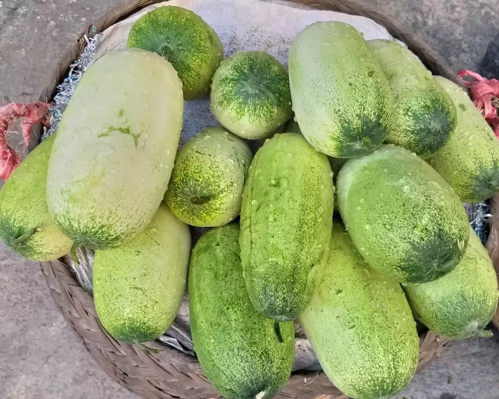 Dưa mèo
