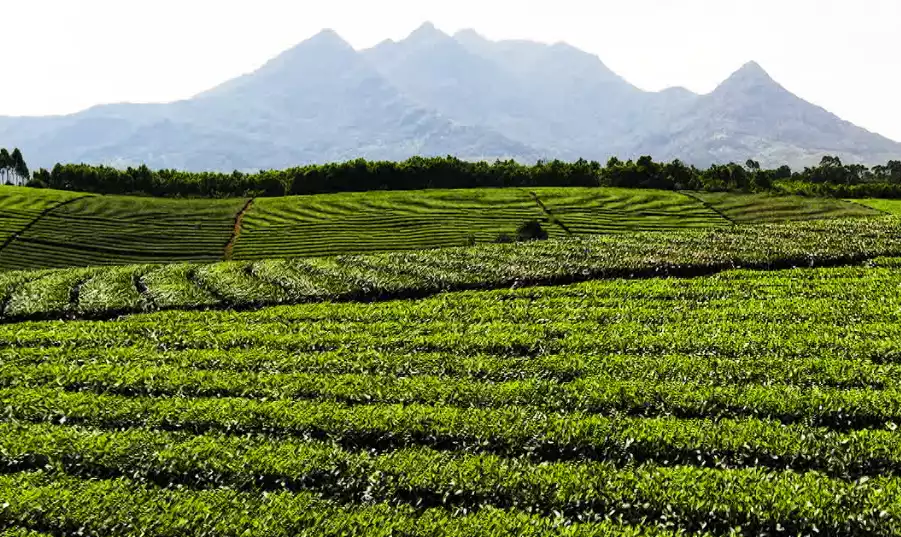 Tân Uyên Lai Châu Miền xanh bất tận