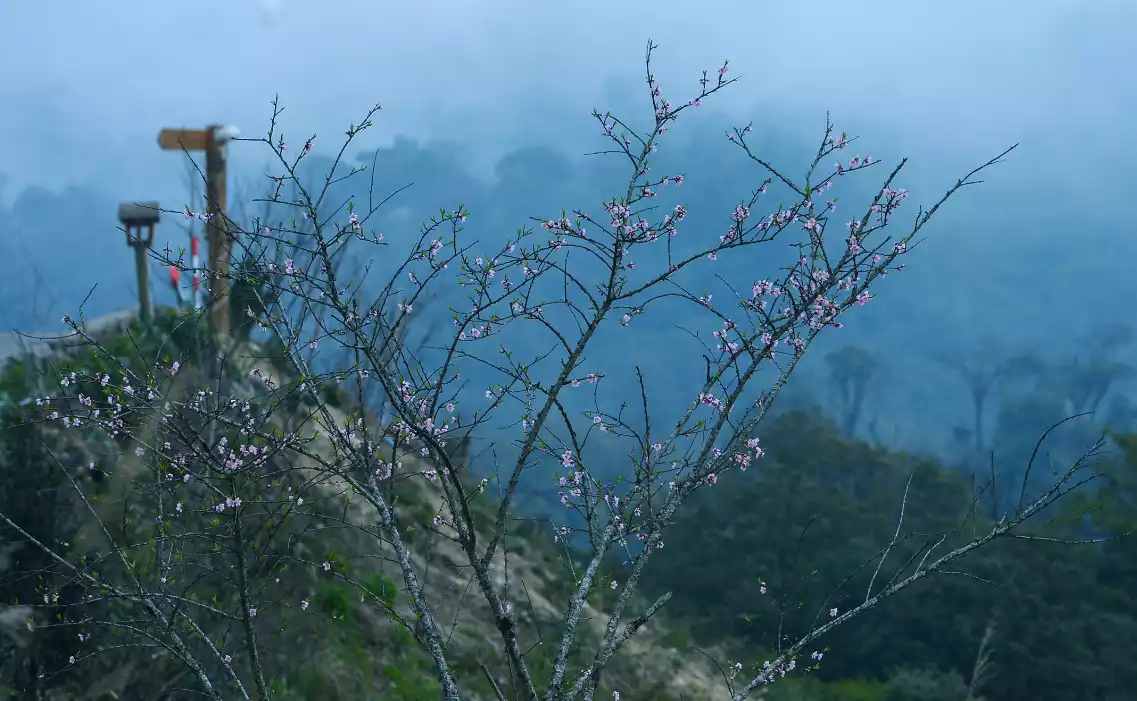Đào rừng bung sắc giữa mây đèo Ô Quy Hồ
