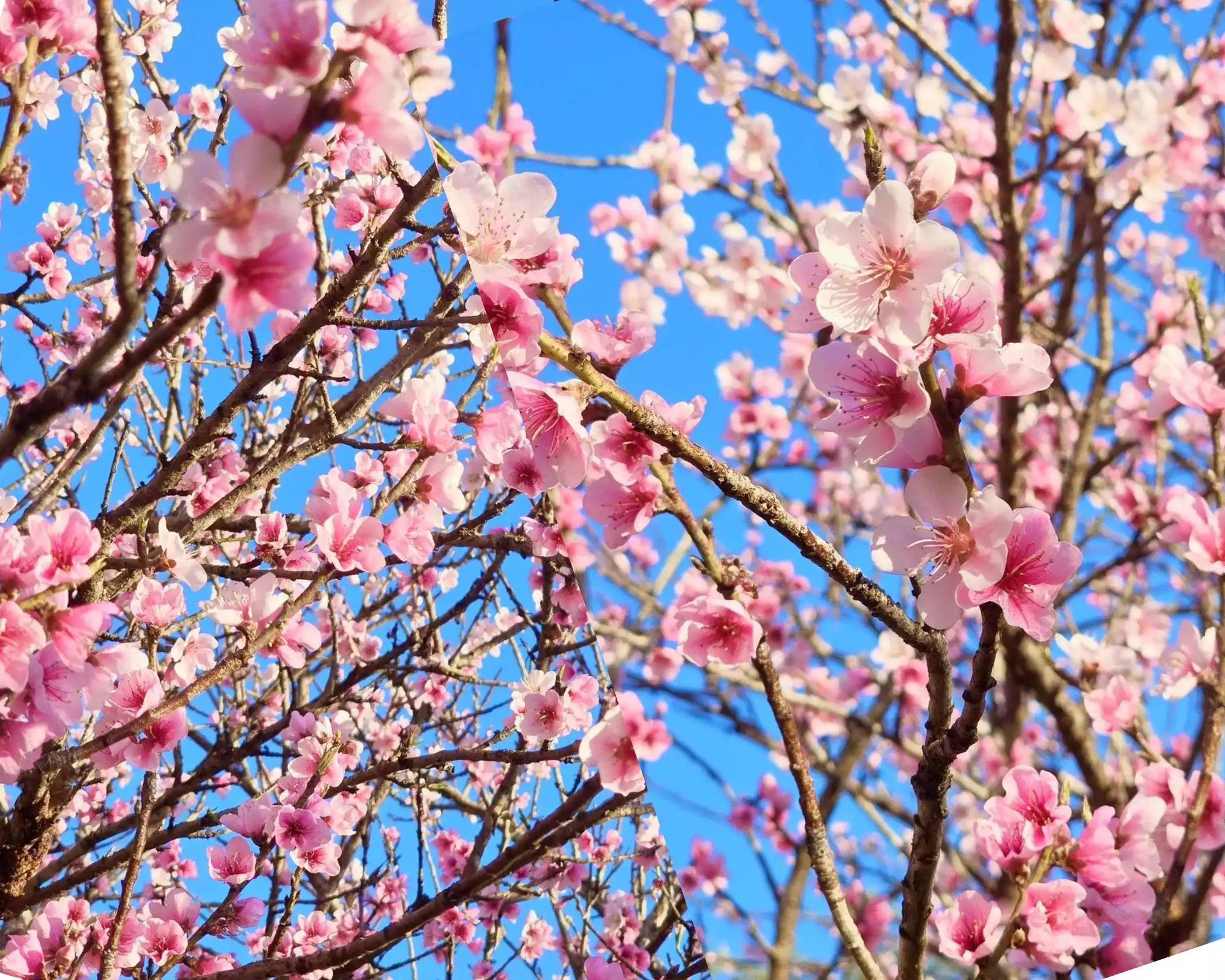 Lai Châu - Điểm hẹn mùa xuân, đón Tết Bính Ngọ 2026