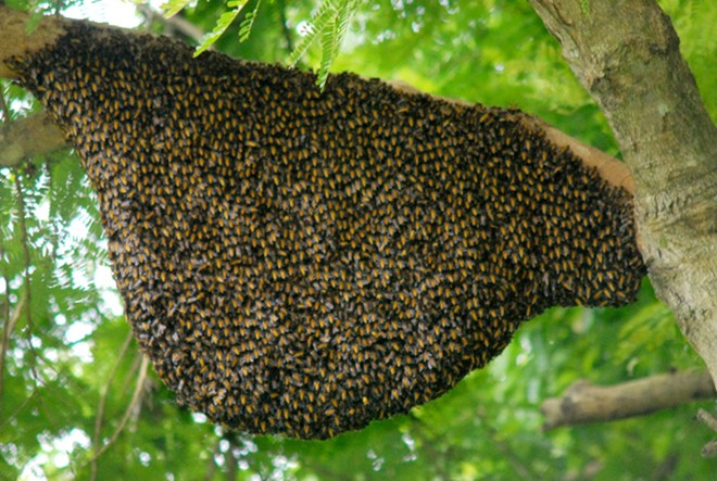 Mật ong rừng Lai Châu