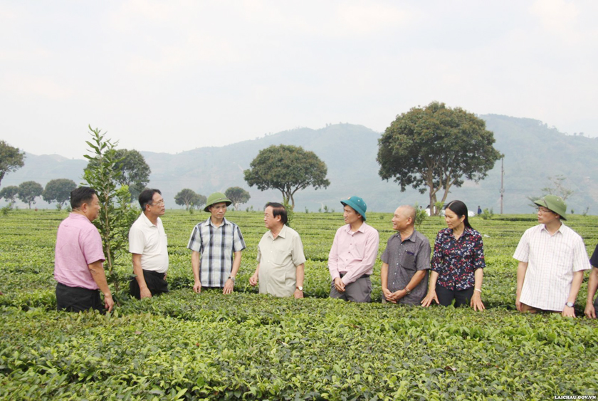 Hiệp hội Mắc ca Việt Nam thăm quan, đánh giá tình hình trồng và phát triển Mắc ca tại tỉnh Lai Châu